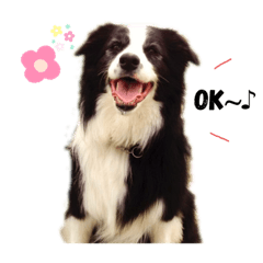 [LINEスタンプ] ボーダーコリー Border collie みく＆福