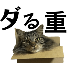 [LINEスタンプ] 黒パグちゃんとロン毛ねこ君
