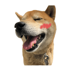 [LINEスタンプ] むさしおじさん