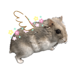 [LINEスタンプ] ハムスターがりちゃんスタンプ3