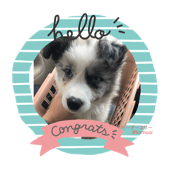 [LINEスタンプ] 我が家の愛犬.KOMUGI♂の成長スタンプです