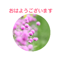[LINEスタンプ] かわいい四季のお花の写真