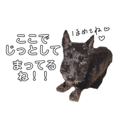 [LINEスタンプ] トッティー(犬♂)の日常。