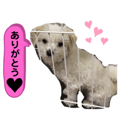 [LINEスタンプ] マルチーズ×チワワ レオンくん