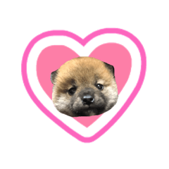 [LINEスタンプ] 大好き！まめ太郎