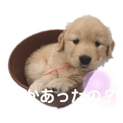 [LINEスタンプ] 今日のゴールデンわんちゃん④