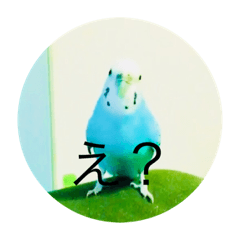 [LINEスタンプ] インコのピッポ
