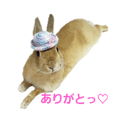 うさぎのとわちゃんの日常♪