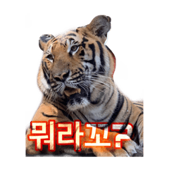 [LINEスタンプ] 호랑이 행님 虎の兄貴