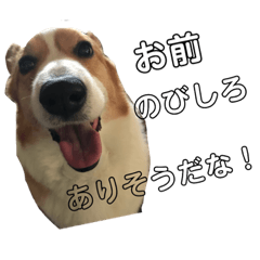 [LINEスタンプ] わがままコーギーのダン君