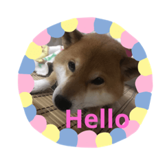 [LINEスタンプ] 柴犬好き