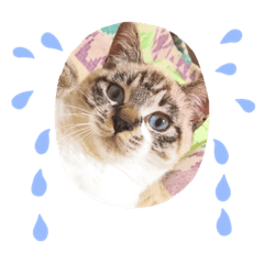 [LINEスタンプ] 我が家のにゃこたち Part.1