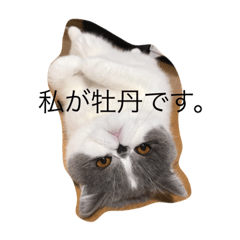 [LINEスタンプ] 私が牡丹です。
