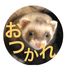 [LINEスタンプ] 土佐弁コツメとチェルシー