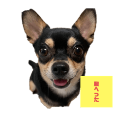[LINEスタンプ] うちのうるる