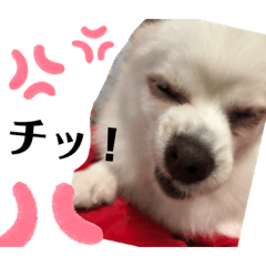 [LINEスタンプ] 白ポメラニアンのりりーちゃまツー