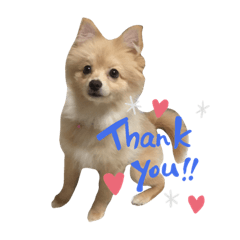 [LINEスタンプ] ポメラニアンのルーク。