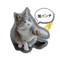 [LINEスタンプ] 猫な振る舞い