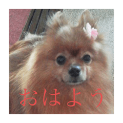[LINEスタンプ] 日常の会話プリンversion