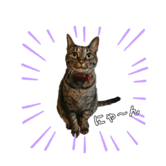 [LINEスタンプ] グリツナキャット_245②