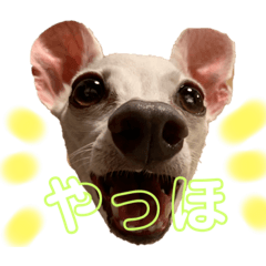[LINEスタンプ] ぷりんたちと毎日楽しもう