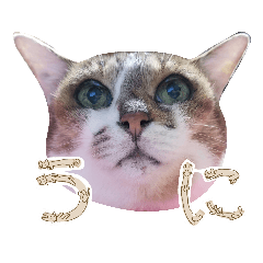 [LINEスタンプ] うにという名のネコ3