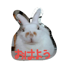 [LINEスタンプ] ラッキーさんの日常あいさつ②（家族友達）