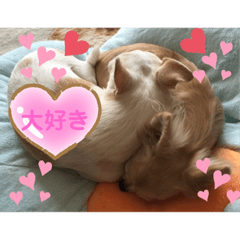 [LINEスタンプ] 可愛い犬の日課〜虎之助・桜・春・ニケ〜