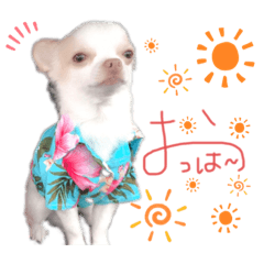 [LINEスタンプ] 愛犬サンタスタンプPart①
