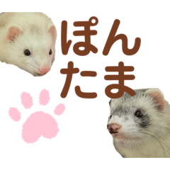[LINEスタンプ] ぽんたまスタンプ1