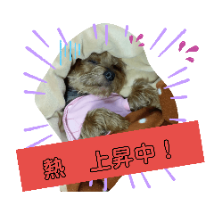 [LINEスタンプ] ヨーキーはる の毎日スタンプ。