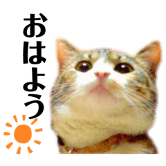 [LINEスタンプ] そら様とはりゅ