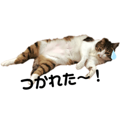[LINEスタンプ] きょったんといっしょ1