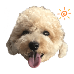 [LINEスタンプ] サランちゃんDiary