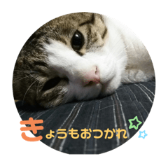 [LINEスタンプ] キキの日常！