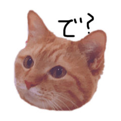 [LINEスタンプ] もっと使いやすい(実写)