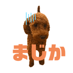 [LINEスタンプ] トイプーぐらの毎日スタンプ2