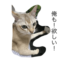 [LINEスタンプ] シンガプーラ猫の毒舌スタンプ