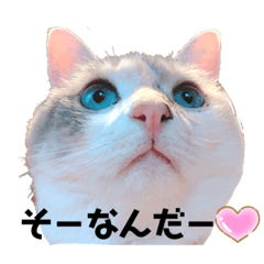 [LINEスタンプ] 小梅ちゃんと楽しむ日常会話