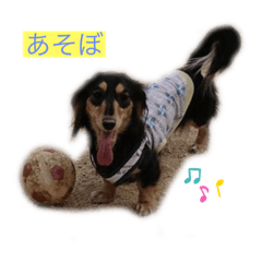 [LINEスタンプ] ボーダー＆ダックス ラブ❤️