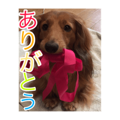 [LINEスタンプ] とむさん(日常)