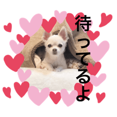 [LINEスタンプ] チワワ 【我が家】ティアラ ちゃん