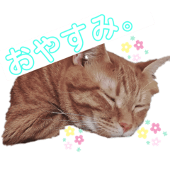 [LINEスタンプ] 気分屋な茶トラスタンプ