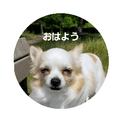 [LINEスタンプ] チワワのたろーじろー