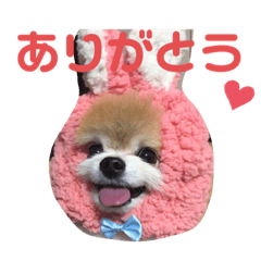 [LINEスタンプ] ポメラニアン ししまる