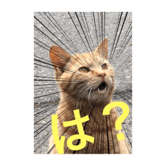 [LINEスタンプ] ふくいねこ
