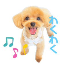 [LINEスタンプ] とってもかわいいマルプー