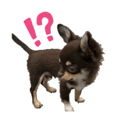 [LINEスタンプ] チワワ〜コハクの日常2