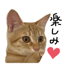 [LINEスタンプ] しまえびしま子と三毛子達