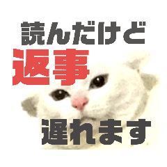 [LINEスタンプ] 黒猫さんと白猫さん3